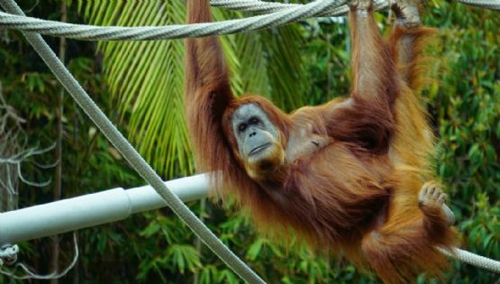 Zoológico de Guadalajara anuncia entradas en 1 peso para estas FECHAS