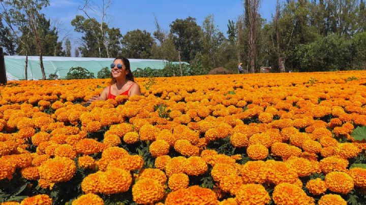 Visita los hermosos campos de cempasúchil de Xochimilco con recorridos en kayak