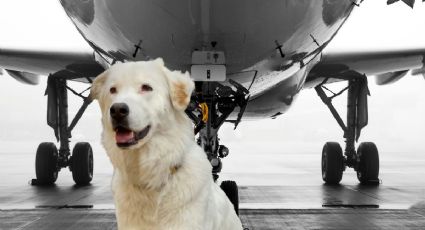 La heroica hazaña del piloto que desvió un vuelo para salvar la vida de un perrito en pleno viaje	