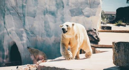 Oso polar sorprendió a un fotógrafo en su viaje hacia el suroeste de Groenlandia