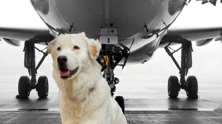 La heroica hazaña del piloto que desvió un vuelo para salvar la vida de un perrito en pleno viaje	