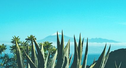 El Pueblo Mágico de Jalisco llamado la capital de la raicilla para disfrutar una bebida de orígen