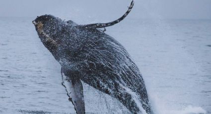 Ballena busca atención de lancheros en alta mar y enternece a las redes sociales