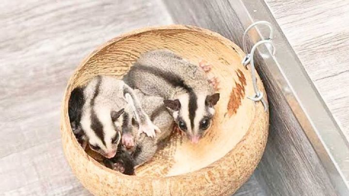 Familia rescata a bebés petuaros de las intensas lluvias y causan ternura en las redes