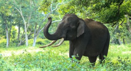 Elefante persigue a turistas durante su viaje y así vivieron estos momentos de adrenalina