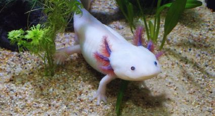 Noche del Axolotl te espera para festejar Día de Muertos en la CDMX: FECHAS