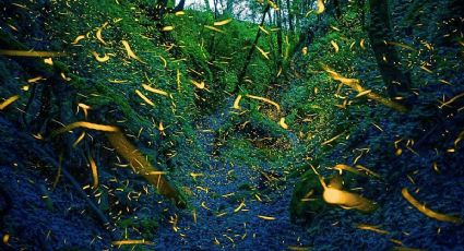 Así puedes elegir el nombre de una nueva especie de luciérnaga en el Bosque de Chapultepec