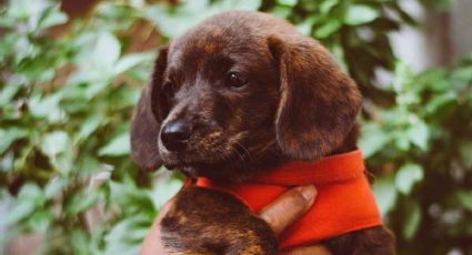 ¿Cómo puedes hacer un donativo para los perritos rescatados del Metro de la CDMX?