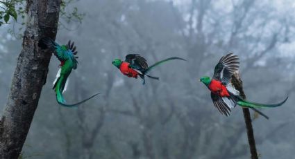 Día del Quetzal: los destinos de México donde puedes conocer esta ave majestuosa