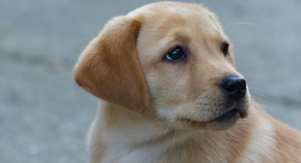 ¡Aventura viral! Perrito viaja sobre su maleta y conquista a todos antes de su vuelo: VIDEO