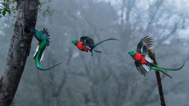 Día del Quetzal: los destinos de México donde puedes conocer esta ave majestuosa