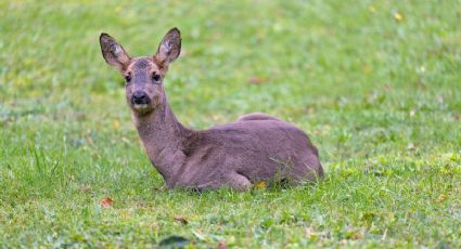 En Suiza, la IA revoluciona la forma de estudiar la fauna de los Alpes sin molestarlos