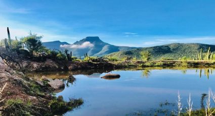 Festival del Pulque y el Huapango llega a Guanajuato para celebrar las fiestas patrias