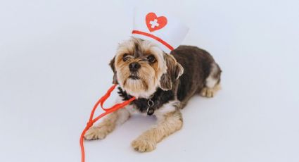 Simi Pet Care: Las nuevas sucursales para cuidar a tus mascotas
