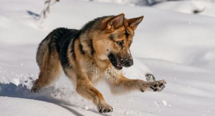 El perrito viajero que derrite corazones al conocer la nieve por primera vez