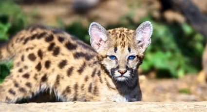El tierno rescate de una chita bebé que enternece las redes sociales