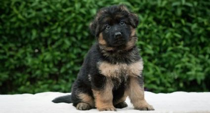 De Turquía a México: así fue el crecimiento del cachorro rescatista Arkadas