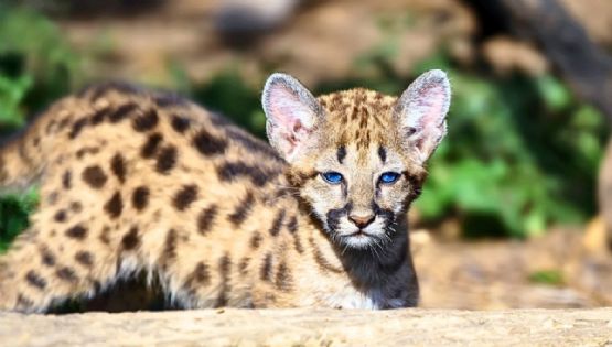 El tierno rescate de una chita bebé que enternece las redes sociales