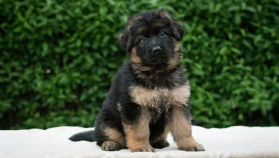 De Turquía a México: así fue el crecimiento del cachorro rescatista Arkadas