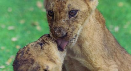 Más de 1,250 animales nacieron en zoológicos de la CDMX en 5 años