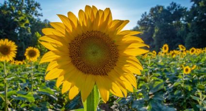 El Pueblo Mágico con campos de girasoles para disfrutar un viaje al natural