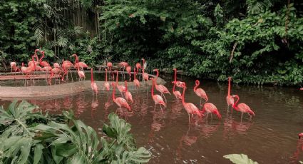 El paraíso ecoturístico donde puedes conocer flamencos rosados en México