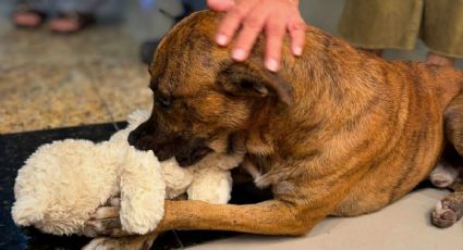 Perrito viral que robó un oso de peluche ahora tiene hogar: conoce su historia