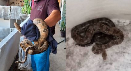 ¡De miedo! Boa constrictor sorprende a caseros en Acapulco y así fue su rescate