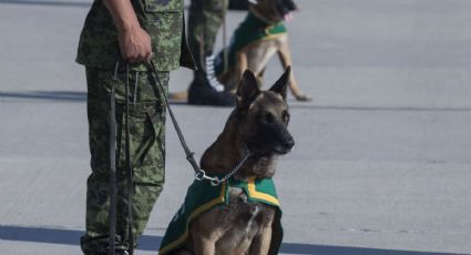 ¡Excelente servicio! Así son los binomios caninos que cuidan a los viajeros en el AIFA