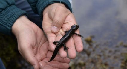 UNAM descubre ajolotes en Querétaro después de 15 años sin avistamientos