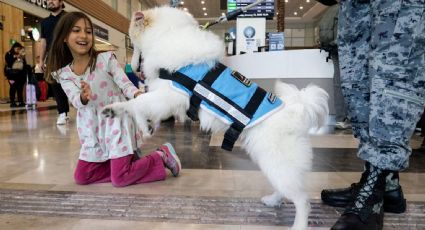 ¡Ternura! AIFA tendrá perritos de apoyo emocional para viajeros