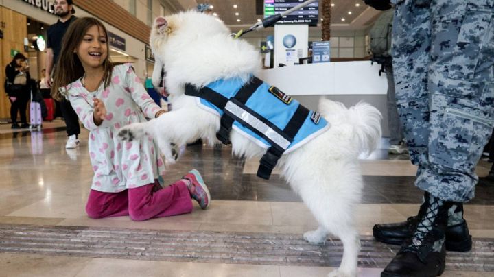 ¡Ternura! AIFA tendrá perritos de apoyo emocional para viajeros