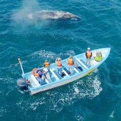 Festival de la Ballena Gris 2026: Fechas para disfrutar tus viajes a BCS
