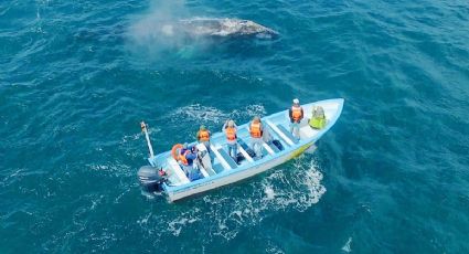 Festival de la Ballena Gris 2026: Fechas para disfrutar tus viajes a BCS