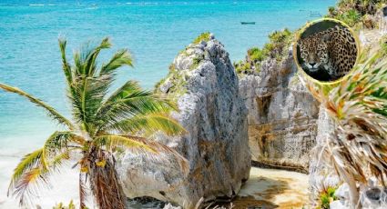 ¿De vacaciones? Jaguar da un paseo cerca de la zona arqueológica de Tulum: VIDEO