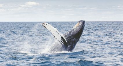 ¿Cuándo inicia la temporada de ballenas en Oaxaca para disfrutar un espectáculo único?