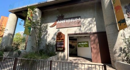 Museo del Ajolote celebra su segundo aniversario y así puedes visitarlo en Chapultepec