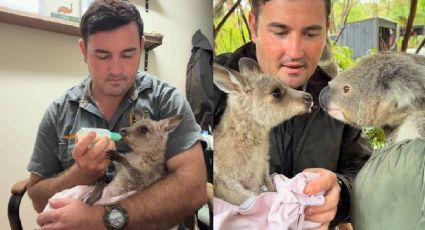 La emotiva historia de Rooster, el canguro bebé que roba corazones en Australia