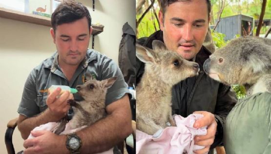 La emotiva historia de Rooster, el canguro bebé que roba corazones en Australia