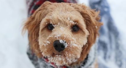 Viajes con mascotas en invierno: cómo mantenerlos a salvo ante tormentas invernales en 2026