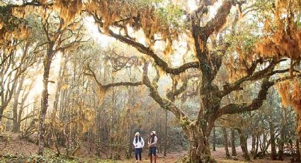 El bosque jurásico que se une a la nubes para crear un espectáculo único en Oaxaca