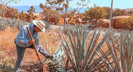 Ruta del Mezcal: Los destinos del Edomex donde puedes conocer su elaboración artesanal