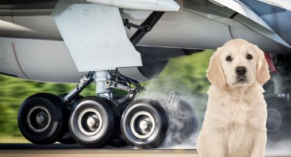 La heroica hazaña del piloto que desvió un vuelo para salvar la vida de un perrito en pleno viaje	