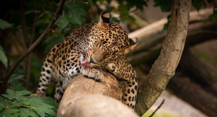 ¡Ternura total! Jaguar embarazada es captada en video paseando por Campeche