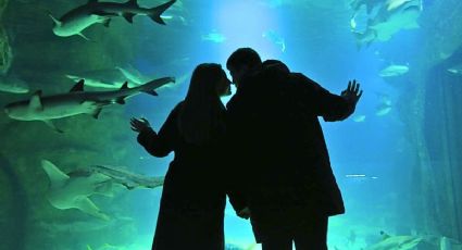 14 de febrero tendrá cena romántica bajo el mar en CDMX