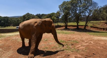 Entrada a Bioparque Estrella en 2026: precios actuales y recorrido entre más de 700 animales
