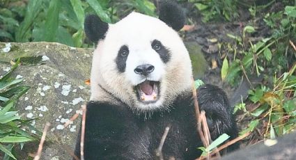 Japón dijo adiós a sus últimos pandas y así fue el emotivo momento: VIDEO