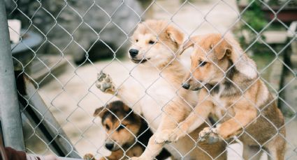 ¿Buscas a tu mejor amigo? Así será la Fiesta de Adopción de perritos peregrinos