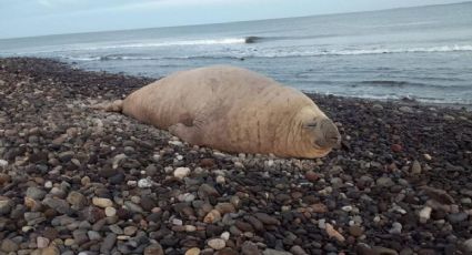 Elefante marino pasea por las playas de Nayarit y cautiva a los viajeros a descansar en la arena