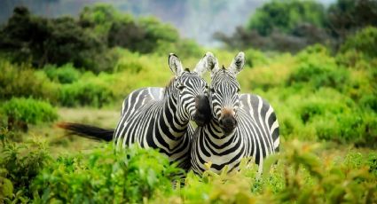 Día Internacional de la Cebra: lugares de México para conocerla de cerca